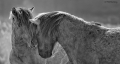 Konik Horses 0410_6